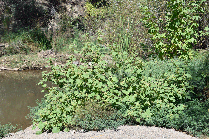 Rough Cocklebur prefers waste lands or disturbed areas such as old fields, often in moist areas, floodplains, riverbanks, creeks, roadsides and low-lying water holding areas, alluvial soils.  Xanthium strumarium